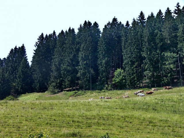 Alpwiese Alpe Stoffelberg