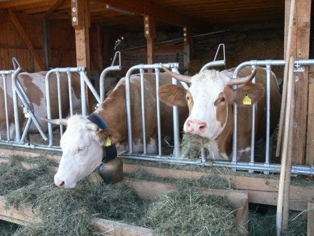 Kühe mit Hörnern im Laufstall