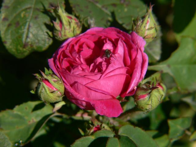 Al Canton Damaszener Rose