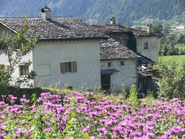 Rosenmelisse vor den Häusern von Al Canton