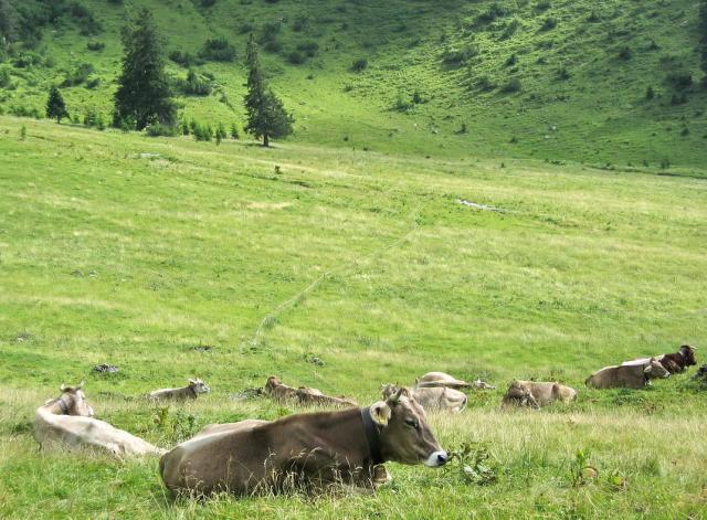 Milchkühe auf der Willersalpe