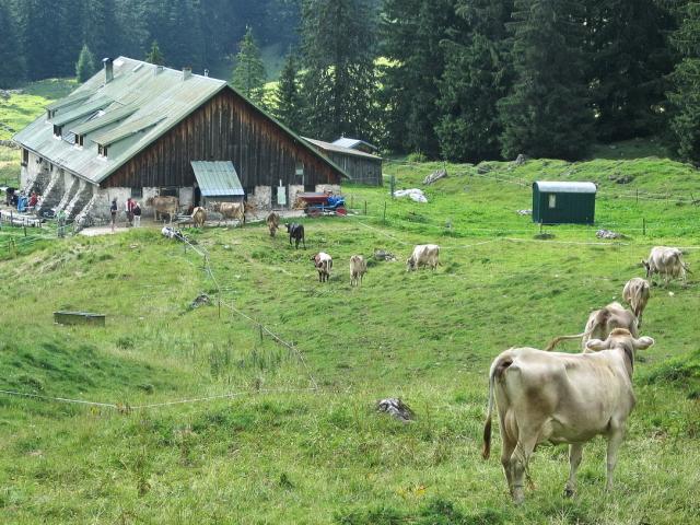 Eintreiben der Kühe